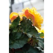 Seminte BEGONIA tuberhybrida NONSTOP F1 Yellow Red Back 1000s