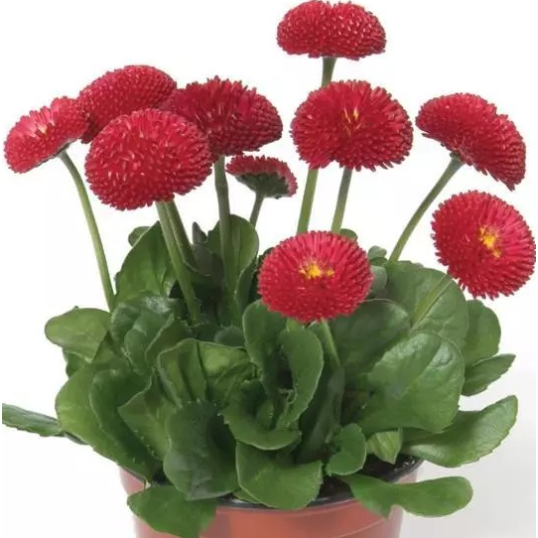 Seminte BELLIS perennis BELLISSIMA Red 1000s