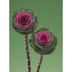 Seminte BRASSICA oleracea CRANE F1 Carmine 1000s