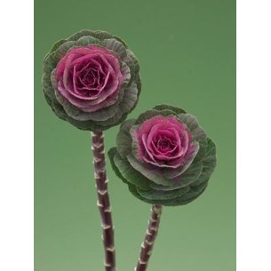 Seminte BRASSICA oleracea CRANE F1 Carmine 1000s