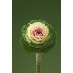 Seminte BRASSICA oleracea CRANE F1 Early White 1000s