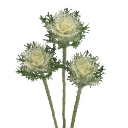 Seminte BRASSICA oleracea FEATHER F1 Snow 1000s