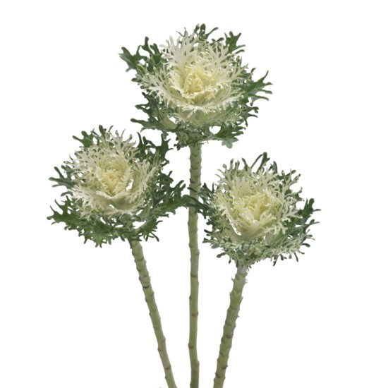 Seminte BRASSICA oleracea FEATHER F1 Snow 1000s