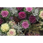 Seminte BRASSICA oleracea CRANE RUFFLE F1 Mix 1000s