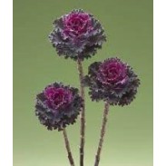 Seminte BRASSICA oleracea CRANE RUFFLE F1 Red 1000s