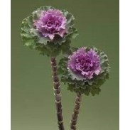 Seminte BRASSICA oleracea CRANE RUFFLE F1 Rose 1000s