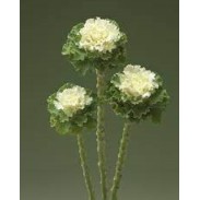 Seminte BRASSICA oleracea CRANE RUFFLE F1 White 1000s