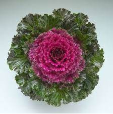 Seminte BRASSICA oleracea CRYSTAL F1 Deep Red 1000s