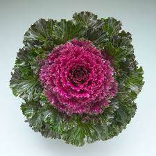 Seminte BRASSICA oleracea CRYSTAL F1 Deep Red 1000s