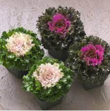 Seminte BRASSICA oleracea CRYSTAL F1 Mix 1000s