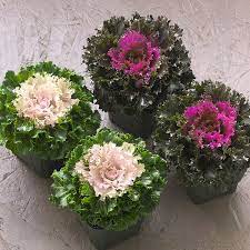 Seminte BRASSICA oleracea CRYSTAL F1 Mix 1000s