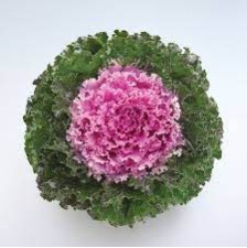 Seminte BRASSICA oleracea CRYSTAL F1 Pink 1000s