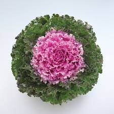 Seminte BRASSICA oleracea CRYSTAL F1 Pink 1000s