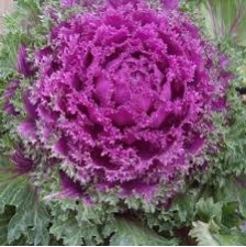 Seminte BRASSICA oleracea CRYSTAL F1 Red 1000s