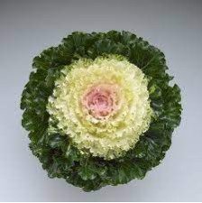 Seminte BRASSICA oleracea CRYSTAL F1 Snow 1000s