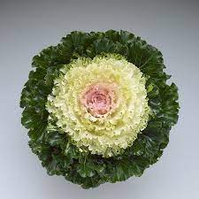 Seminte BRASSICA oleracea CRYSTAL F1 Snow 1000s