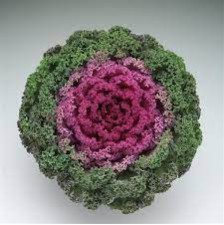 Seminte BRASSICA oleracea KAMOME F1 Bright Red 1000s