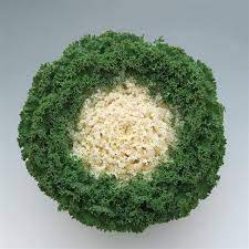 Seminte BRASSICA oleracea KAMOME F1 Bright White 1000s