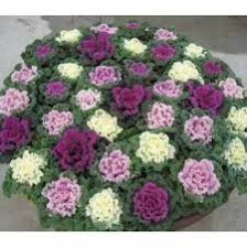 Seminte BRASSICA oleracea KAMOME F1 Mix 1000s