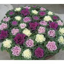 Seminte BRASSICA oleracea KAMOME F1 Mix 1000s