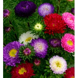 Seminte CALLISTEPHUS chinensis JOWI Mix (Evanthia) 1000s