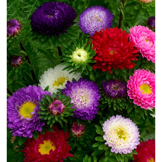 Seminte CALLISTEPHUS chinensis JOWI Mix (Evanthia) 1000s