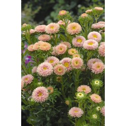 Seminte CALLISTEPHUS chinensis MATSUMOTO Apricot 100g