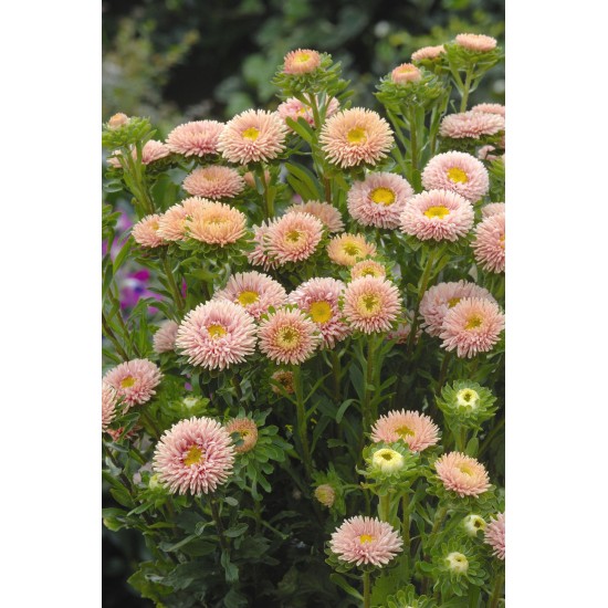 Seminte CALLISTEPHUS chinensis MATSUMOTO Apricot 100g