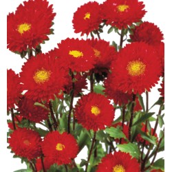 Seminte CALLISTEPHUS chinensis MATSUMOTO Red 100gr