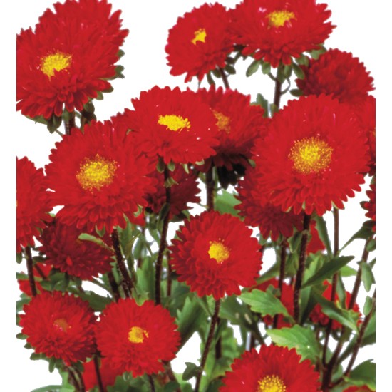 Seminte CALLISTEPHUS chinensis MATSUMOTO Red 100gr