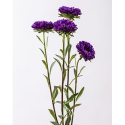 Seminte CALLISTEPHUS chinensis OPTIMO Deep Purple 1000s