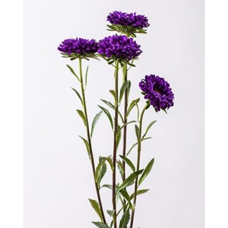 Seminte CALLISTEPHUS chinensis OPTIMO Deep Purple 1000s