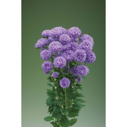 Seminte CALLISTEPHUS chinensis OPTIMO Light Blue 1000s