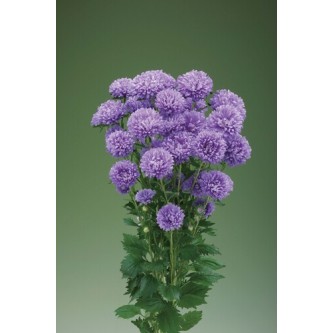 Seminte CALLISTEPHUS chinensis OPTIMO Light Blue 1000s