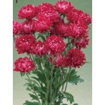 Seminte CALLISTEPHUS chinensis OPTIMO Red 1000s