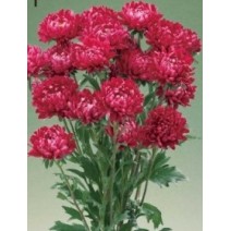 Seminte CALLISTEPHUS chinensis OPTIMO Red 1000s