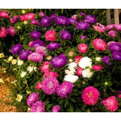 Seminte CALLISTEPHUS chinensis POWDERPUFF Mix 100gr