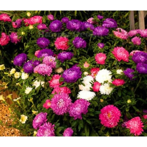 Seminte CALLISTEPHUS chinensis POWDERPUFF Mix 100gr