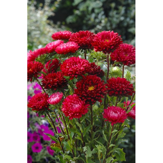 Seminte CALLISTEPHUS chinensis MATSUMOTO Scarlet 100gr