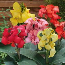 Seminte CANNA generallis CANNOVA F1 Mix 100s