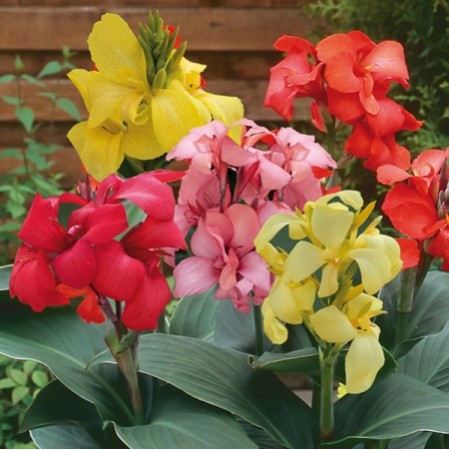 Seminte CANNA generallis CANNOVA F1 Mix 100s