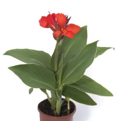 Seminte CANNA generallis CANNOVA F1 Bronze Scarlet 1000s