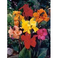 Seminte CANNA generallis TROPICAL F1 Mix 1000s