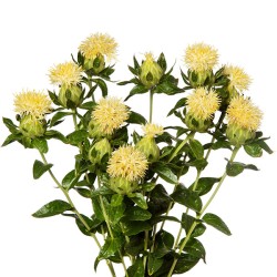 Seminte CARTHAMUS tinctorius ICE Cream 50 gr