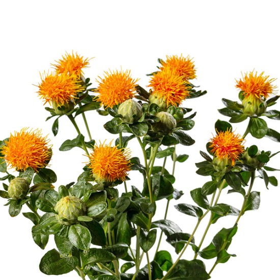 Seminte CARTHAMUS tinctorius Zanzibar 50 gr