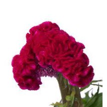 Seminte CELOSIA cristata CAPTAIN Carmine 1000s