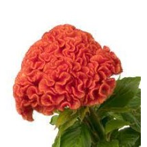 Seminte CELOSIA cristata CAPTAIN Dark Orange 1000s