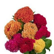 Seminte CELOSIA cristata CAPTAIN Mix 1000s