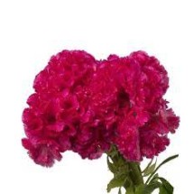 Seminte CELOSIA cristata CAPTAIN Rose 1000s