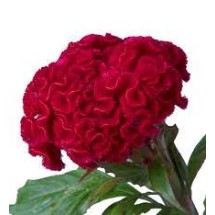Seminte CELOSIA cristata CAPTAIN Scarlet 1000s
